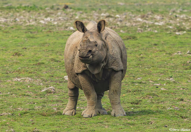 Kaziranga Rhino Head On print