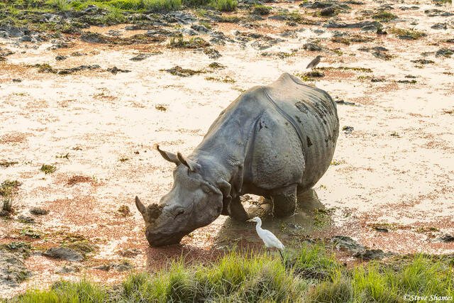 Kaziranga Rhino Scene print