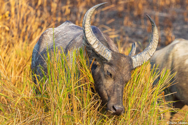 Kaziranga Water Buffalo print
