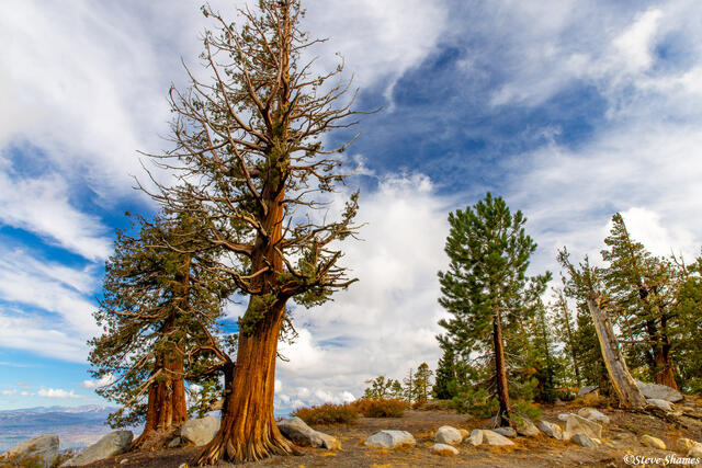Kirkwood Trees print
