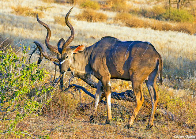 Kudu print