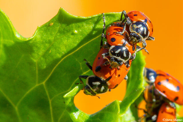 Ladybug Orgy print