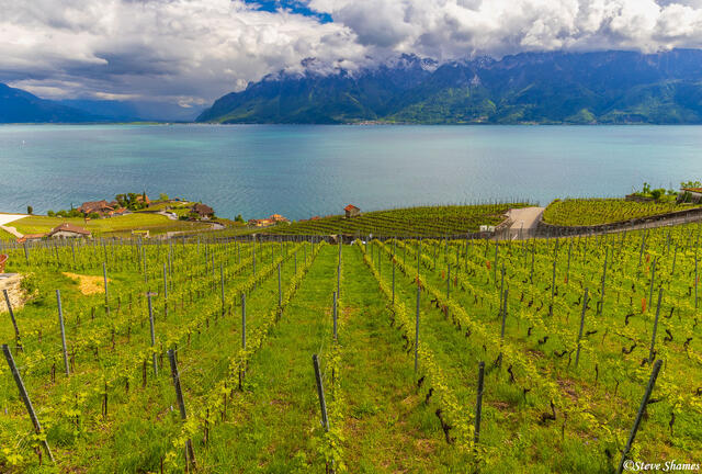 Lake Geneva Vineyard print