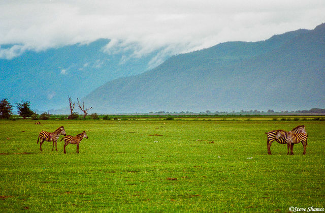 Lake Manyara Zebras print