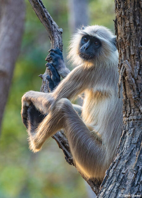 Langur in Tree print