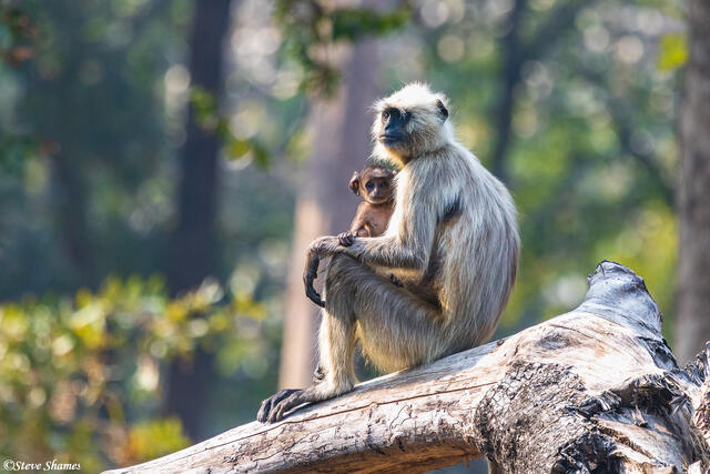 Langurs at Pench National Park print