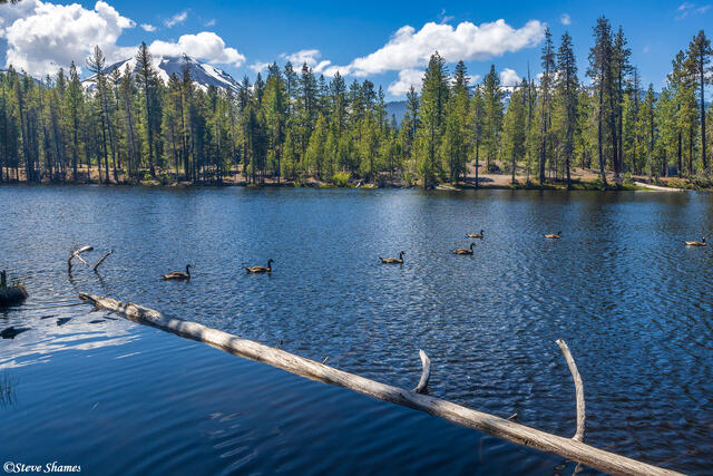 Lassen National Park Ducks print
