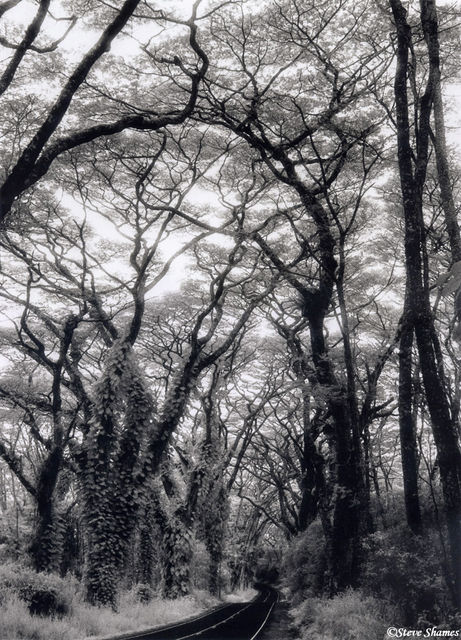 Lava Tree State Monument print