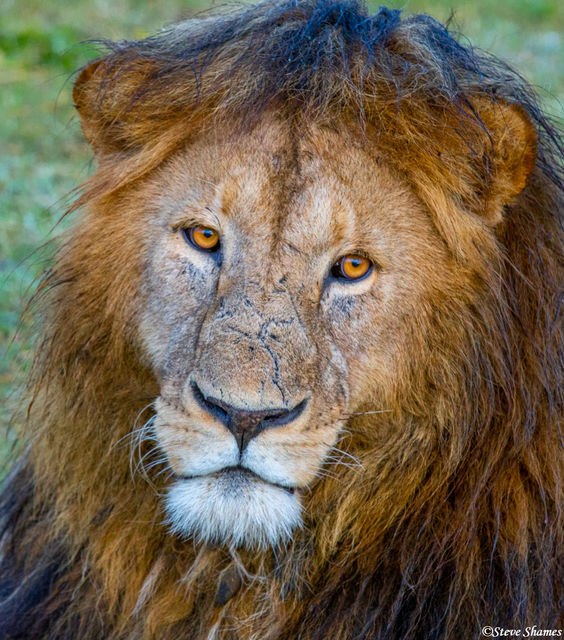 Lion in the Morning print