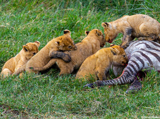 Lion Cubs Eating print