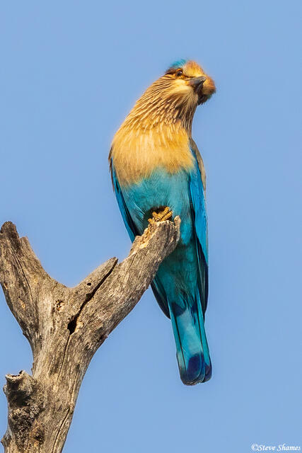 Little Indian Roller print