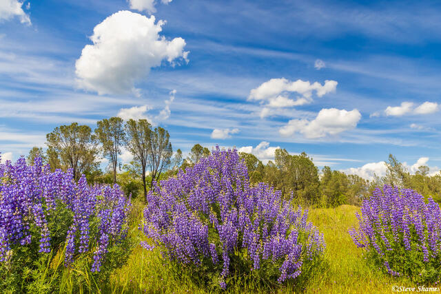 Lupine Bushes print