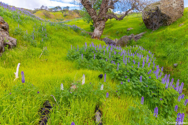 Lupine Gully print