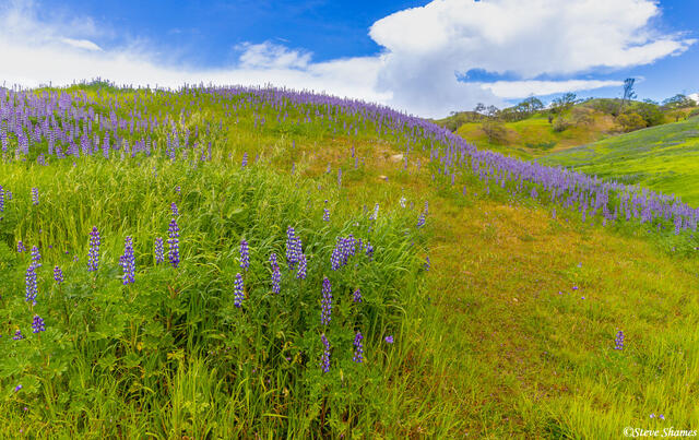 Lupine Hill print