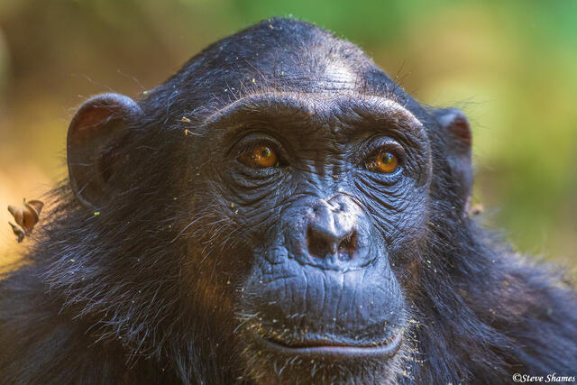 Mahale Chimpanzee Face print