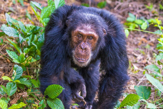 Mahale Mountains Chimpanzee print
