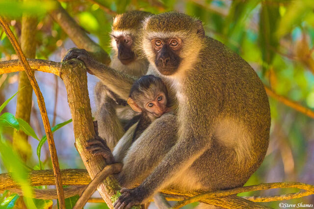 Mahale Vervet Monkeys print