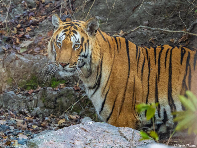 Male Bengal Tiger print