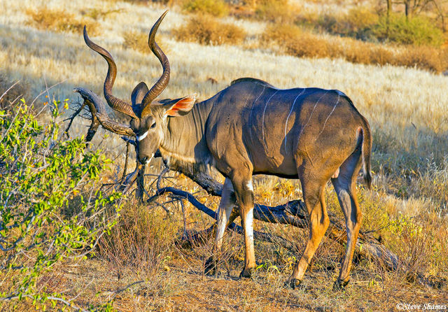 Male Kudu print