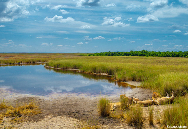 Marsh Lions Landscape Scene print