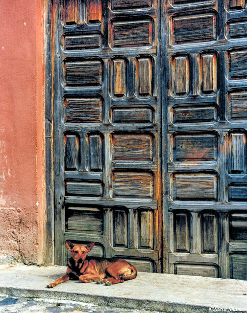 Mexican Dog print