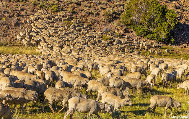 Mono County Sheep print