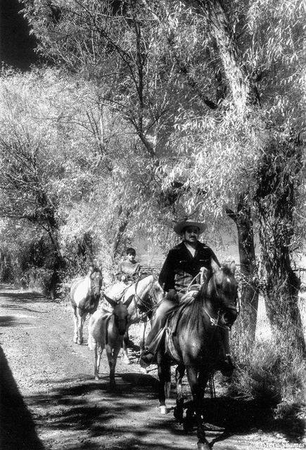 Morelia Horses print