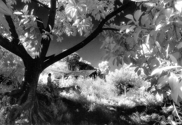 Morelia Woods print