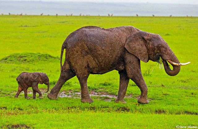 Mother Elephant With Calf print