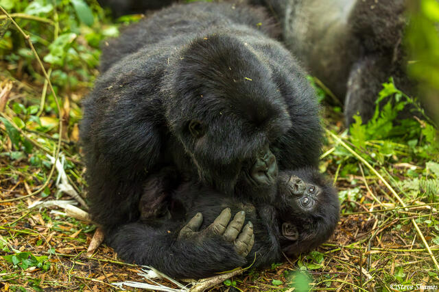 Mother Gorilla print