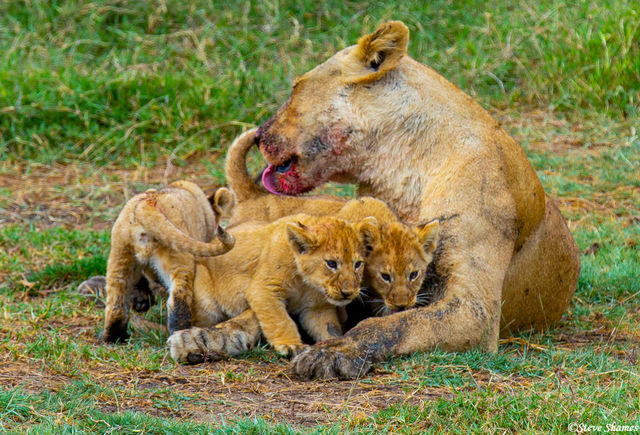 Mother Lion Licking Cubs print