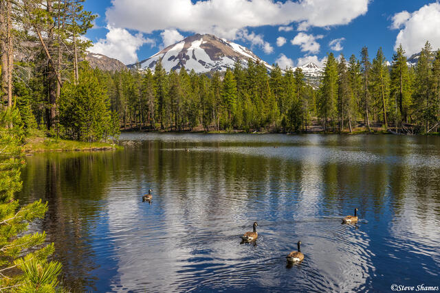 Mt Lassen Ducks print