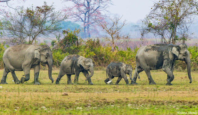 Muddy Indian Elephants print