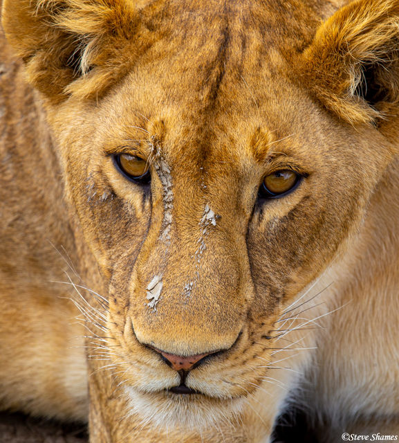 Muddy lioness Portrait print