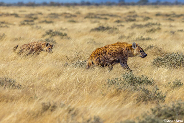 Namibia-Hyenas in Grass print