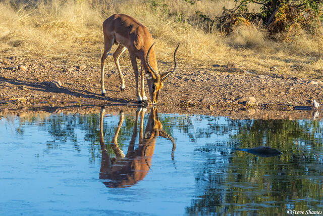 Namibia-Impalas at Waterhole print