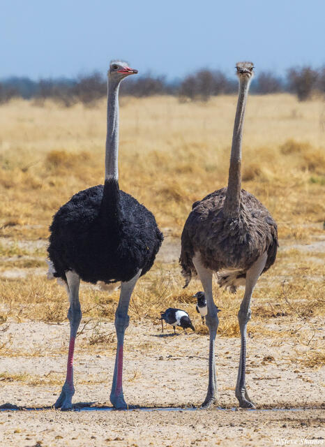 Namibia-Ostriches print