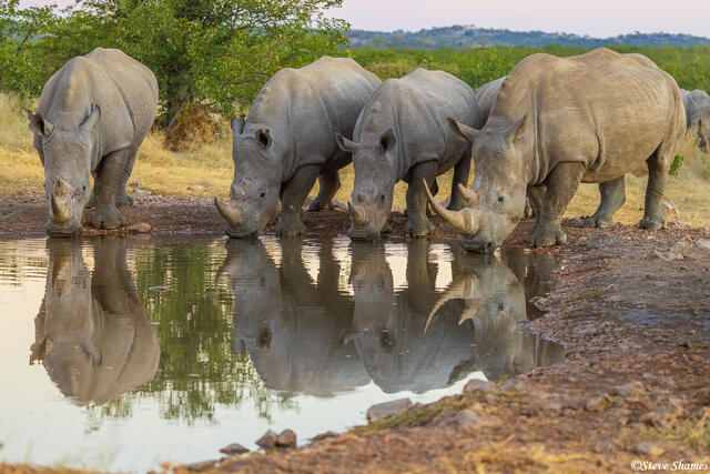 Namibia-Rhinos Drinking print