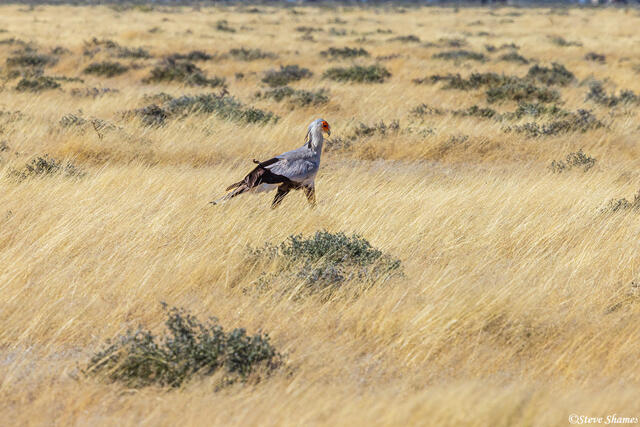 Namibia-Secretary Bird Hunting print