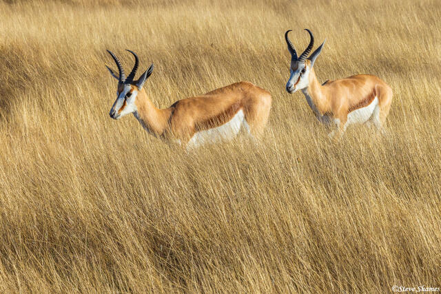Namibia-Springboks in Grass print