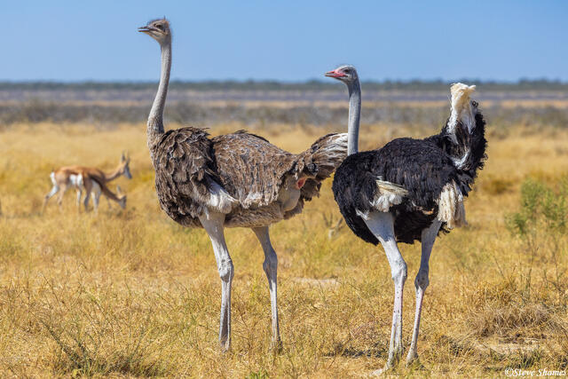 Namibia-Two Ostriches print