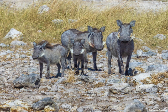 Namibia-Warthog Family print