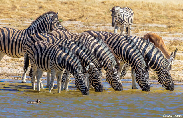 Namibia-Zebras Drinking print