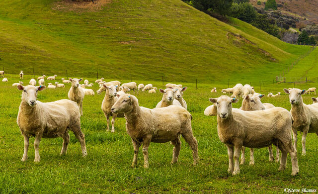 New Zealand Sheared Sheep print
