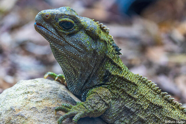 New Zealand Tuatara print