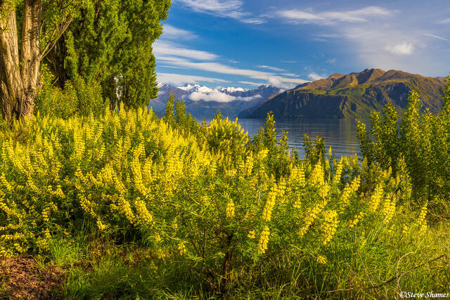 New Zealand Yellow Lupines print