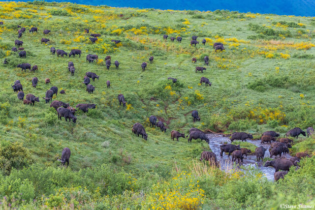 Ngorongoro Buffalo Early Morning print