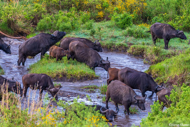 Ngorongoro Cape Buffalo print