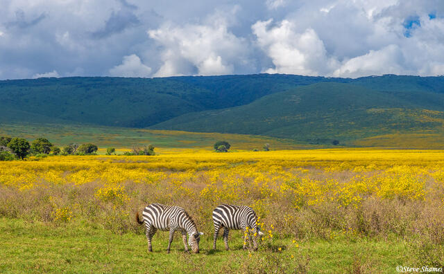 Ngorongoro-Grazing Zebras print