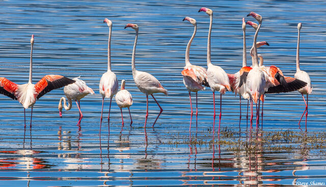 Ngorongoro-Soda Lake Flamingos print